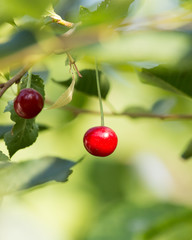 Obraz premium cherries on a tree branch
