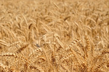 Field of wheat ready to be harvested. Selective focus