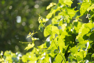 Obraz premium Young grape leaves in nature