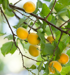 apricots on a tree branch
