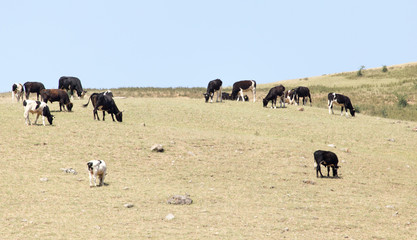 cows on pasture in nature