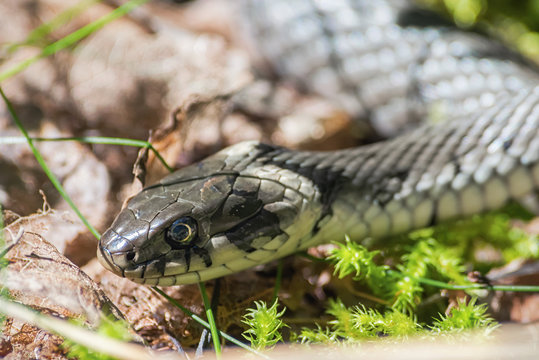 Grass snake or Natrix natrix head