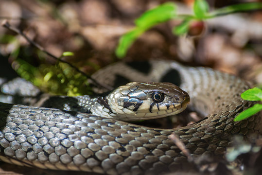 Grass snake or Natrix natrix on forest floor