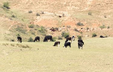 cows on pasture in nature