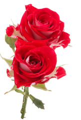 Red rose flower bouquet isolated on white background cutout