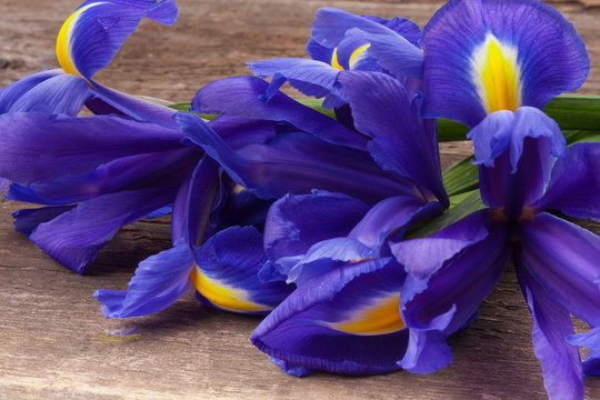 Blueflag or iris flower on grungy wooden background