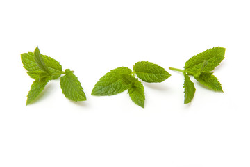 Fresh mint isolated on a white studio background.