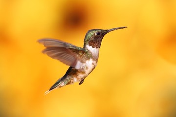 Ruby-throated Hummingbird In Flight