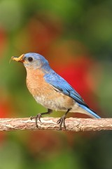 Naklejka premium Eastern Bluebird