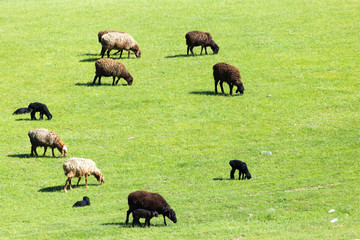 sheep in the pasture on the nature