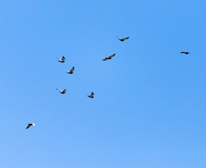 a flock of pigeons in the sky