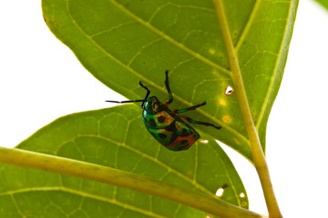 little insect on leaf