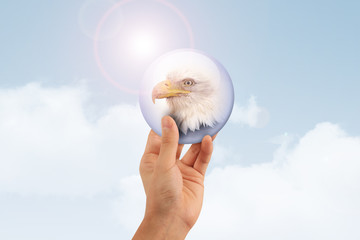 Aigle dans une bulle