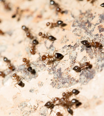 ants on the wall. macro