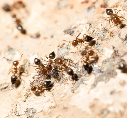 ants on the wall. macro