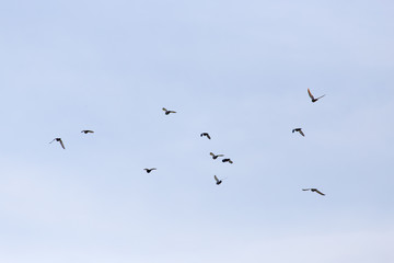 a flock of pigeons in the sky