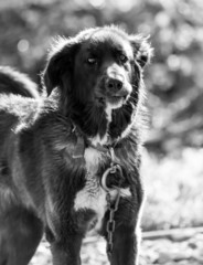 dog in nature