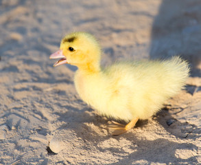 little duckling in nature