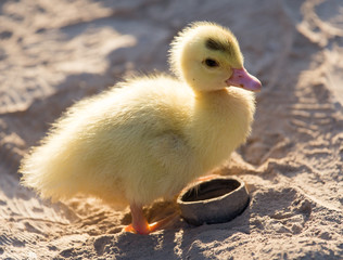 little duckling in nature