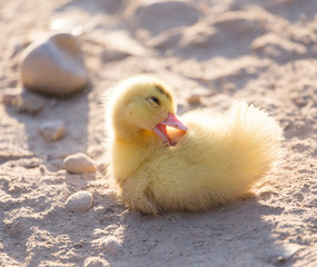 little duckling in nature