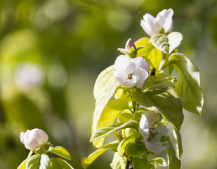 Beautiful flowers on a fruit-tree