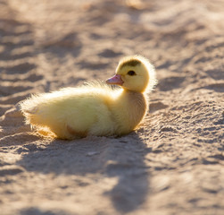 little duckling in nature