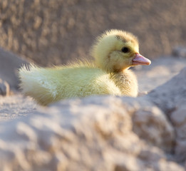 little duckling in nature
