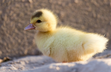 little duckling in nature