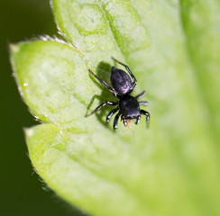 spider in nature. macro
