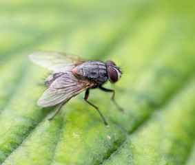 fly in nature. macro