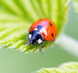 ladybird on nature. macro