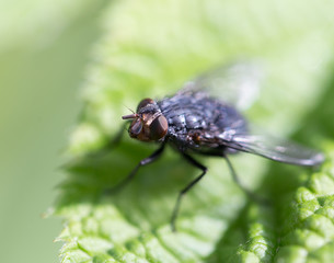 fly in nature. macro