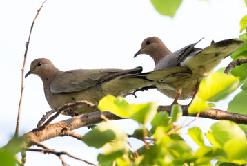 pigeon on nature