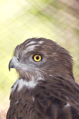 bird hawk nature