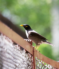 Indian starling on nature