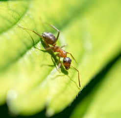 ant in nature. macro