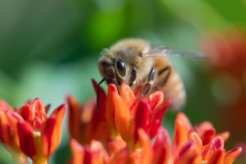 Bee collecting pollen on flowers - 67684751