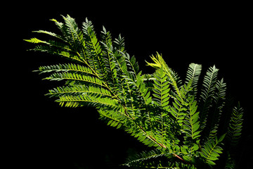 branch of a tree in the sun in the garden
