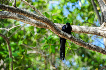 exotic black bird