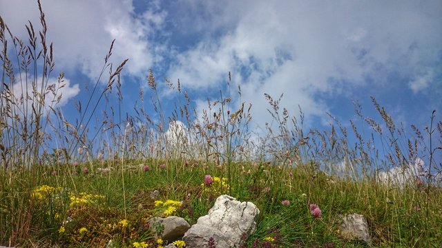 Prato montano in Lessinia