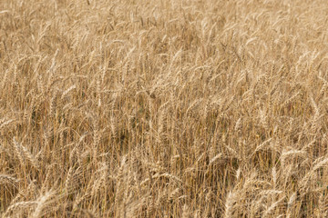 ripening rye ears on the field