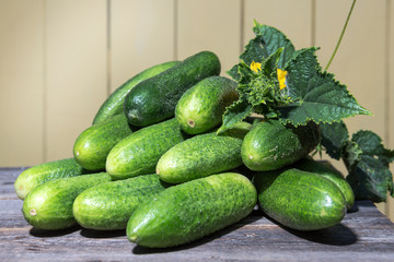 fresh cucumbers collected in the garden
