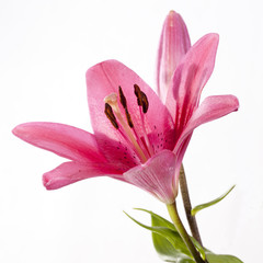 Lilienblüte © fine pics