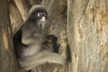 Obraz premium Dusky leaf monkey, Trachypithecus obscurus.