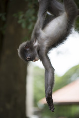 Dusky leaf monkey, Trachypithecus obscurus.