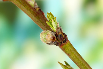 Blossoming buds on tree on bright background