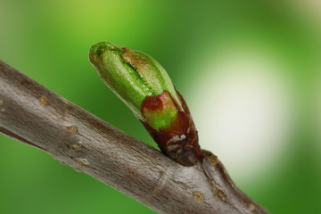 Blossoming buds on tree on bright background