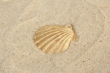Colorful seashell on sand background