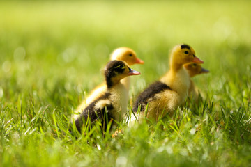 Little cute ducklings on green grass, outdoors