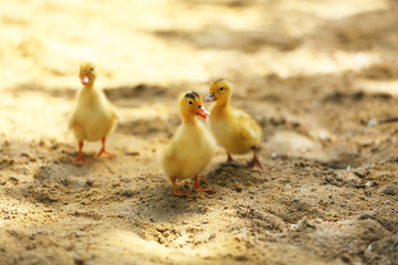 Little cute ducklings on sand, outdoors